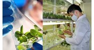 Yêu cầu an toàn sinh học nghiên cứu tạo ra sinh vật biến đổi gen