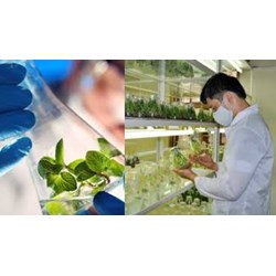 Yêu cầu an toàn sinh học nghiên cứu tạo ra sinh vật biến đổi gen