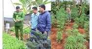 Những hành vi nào liên quan đến cây có chứa chất ma túy bị cấm