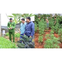 Những hành vi nào liên quan đến cây có chứa chất ma túy bị cấm