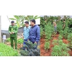Những hành vi nào liên quan đến cây có chứa chất ma túy bị cấm