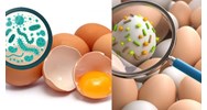 Giới hạn ô nhiễm vi sinh vật trong trứng và sản phẩm trứng