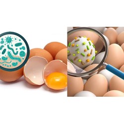 Giới hạn ô nhiễm vi sinh vật trong trứng và sản phẩm trứng