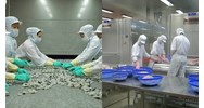 Quy định về việc bảo quản thủy sản trong kho lạnh thủy sản ra sao?