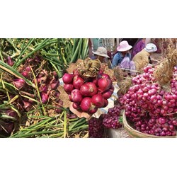Thuyết minh về hành tím - Vĩnh Châu chọn lọc hay nhất