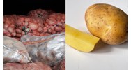 Lấy mẫu khi kiểm nghiệm chỉ tiêu chất lượng lô củ giống khoai tây?