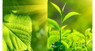 Quá trình quang hợp của cây xanh thuộc dạng vận động nào?