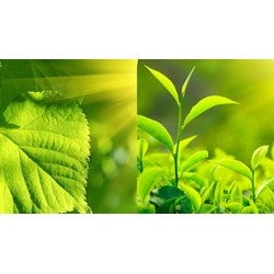 Quá trình quang hợp của cây xanh thuộc dạng vận động nào?
