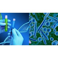 Các bước tách chiết DNA của nấm khi giám định nấm gây bệnh thực vật
