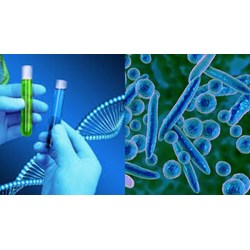 Các bước tách chiết DNA của nấm khi giám định nấm gây bệnh thực vật