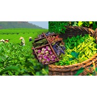 Thuyết minh về lễ hội văn hóa Trà chọn lọc hay nhất - Văn mẫu lớp 10
