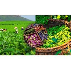 Thuyết minh về lễ hội văn hóa Trà chọn lọc hay nhất - Văn mẫu lớp 10