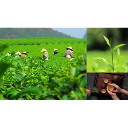 Đăng ký thương hiệu tại tỉnh Thái Nguyên thực hiện như thế nào?