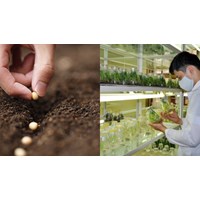 Phương pháp lập phân tích hạt giống cây lương thực ở phòng kiểm nghiệm