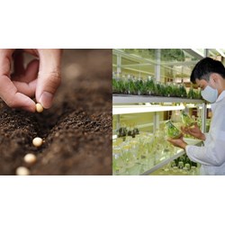 Phương pháp lập phân tích hạt giống cây lương thực ở phòng kiểm nghiệm