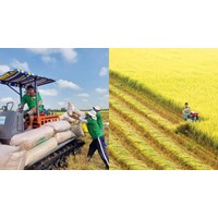 Các nước đứng hàng đầu về xuất khẩu lúa gạo trong khu vực Đông Nam Á là?