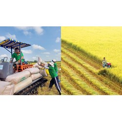Các nước đứng hàng đầu về xuất khẩu lúa gạo trong khu vực Đông Nam Á là?