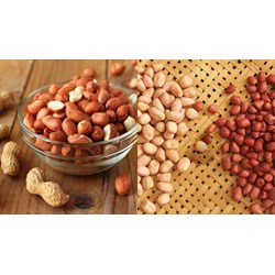 Cơ sở và công cụ dùng để xác định chất lượng lạc quả và lạc hạt?