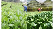 Yêu cầu về dụng cụ thiết bị lấy mẫu rau tươi trên ruộng sản xuất