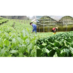 Yêu cầu về dụng cụ thiết bị lấy mẫu rau tươi trên ruộng sản xuất