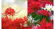 Hoa bỉ ngạn là gì? Ý nghĩa các màu hoa bỉ ngạn