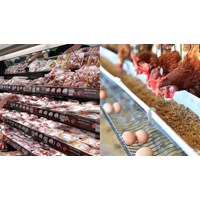 Yêu cầu khi truy xuất nguồn gốc bên ngoài chuỗi cung ứng thịt gia súc
