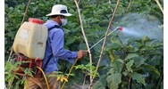 Mức phạt khi sử dụng thuốc bảo vệ thực vật sai hướng dẫn