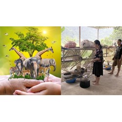 Trình độ người được giao thu thập nguyên liệu nguồn gốc động vật?