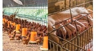 Quy định về xử phạt hành vi sử dụng chất cấm trong chăn nuôi