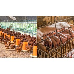 Quy định về xử phạt hành vi sử dụng chất cấm trong chăn nuôi