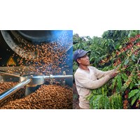 Quyền đăng ký thành lập hộ kinh doanh sản xuất cà phê?