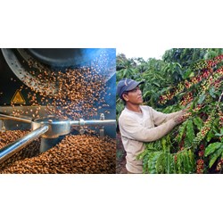 Quyền đăng ký thành lập hộ kinh doanh sản xuất cà phê?