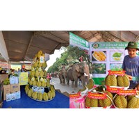 Thuyết minh về lễ hội sầu riêng ở Đắk Lắk hay nhất