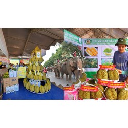 Thuyết minh về lễ hội sầu riêng ở Đắk Lắk hay nhất