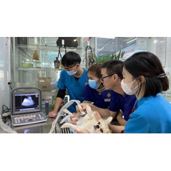 Điều kiện kinh doanh dịch vụ xét nghiệm và phẫu thuật động vật