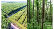 Đất rừng sản xuất có thế chấp ngân hàng được hay không?