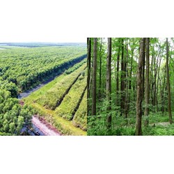 Đất rừng sản xuất có thế chấp ngân hàng được hay không?