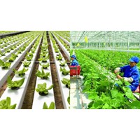 Phạm vi áp dụng Tiêu chuẩn quốc gia về Nông nghiệp hữu cơ thế nào?