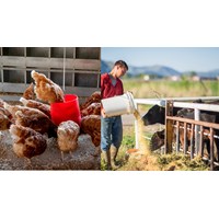 Thử nghiệm kiểm tra vi sinh vật trong thực phẩm và thức ăn chăn nuôi
