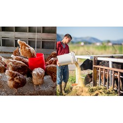 Thử nghiệm kiểm tra vi sinh vật trong thực phẩm và thức ăn chăn nuôi
