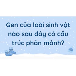 Gen của loài sinh vật nào sau đây có cấu trúc phân mảnh?