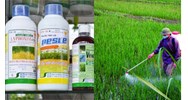 Thuốc bảo vệ thực vật khảo nghiệm hiệu lực sinh học diện rộng hay hẹp?