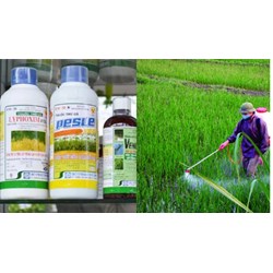 Thuốc bảo vệ thực vật khảo nghiệm hiệu lực sinh học diện rộng hay hẹp?