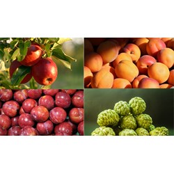 Đăng ký nhãn hiệu cho các sản phẩm OCOP tại tỉnh Sơn La mới nhất