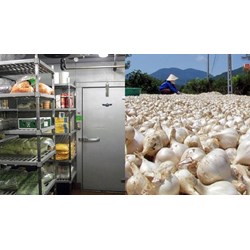 Yêu cầu điều kiện thu hoạch và bảo quản lạnh đối với tỏi thế nào?