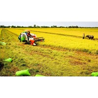 Sửa đổi quy định về hạng đất tính thuế sử dụng đất nông nghiệp
