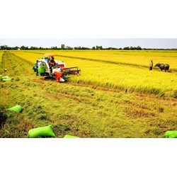 Sửa đổi quy định về hạng đất tính thuế sử dụng đất nông nghiệp