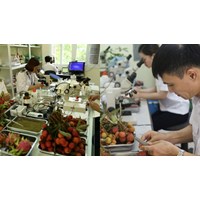 Mục đích lấy mẫu chuyến hàng trong kiểm dịch thực vật để làm gì?