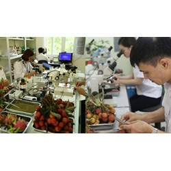 Mục đích lấy mẫu chuyến hàng trong kiểm dịch thực vật để làm gì?