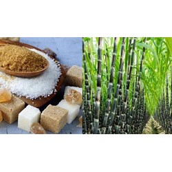 Cơ quan cấp giấy chứng nhận đủ điều kiện an toàn thực phẩm với sản phẩm đường mía